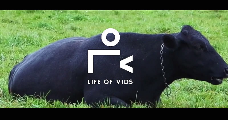 Free Videos Life Of Vids